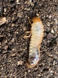 この幼虫はなんの幼虫かわかる人いませんか カナブンですかね コガネ Yahoo 知恵袋