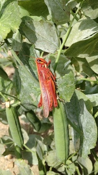 実エンドウを収穫していたら赤いバッタがいました 名前を教えてください Yahoo 知恵袋