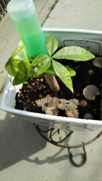 観葉植物のパキラ屋内 日当たりの良い窓際 で育ててたら大量キノコが Yahoo 知恵袋