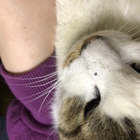 最近庭に住みている猫にホクロのようなイボがあります これはなんでしょうか Yahoo 知恵袋