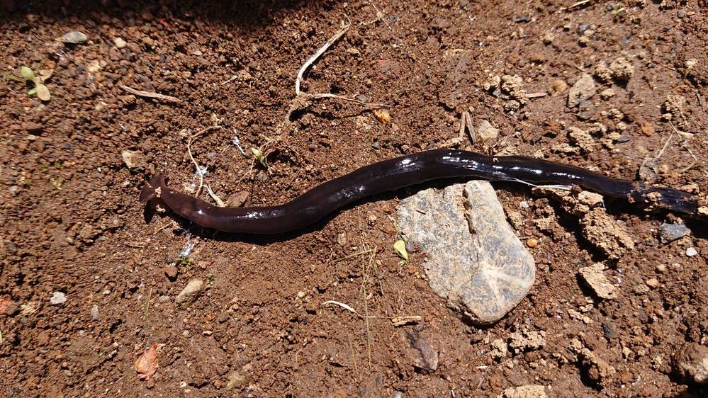 これはなんという生き物ですか クロイロコウガイビルです ヒルと名が Yahoo 知恵袋