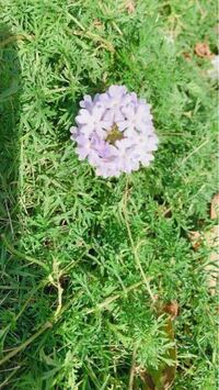 この花はなんという名前の花ですか バーベナ テネラと思います Yahoo 知恵袋