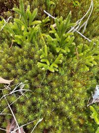 この2種類の苔はなんという名前でしょうか 山にありました 標高1 Yahoo 知恵袋