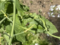 大根の花にやって来る この虫は何でしょうか カブラハバチの仲間と思 Yahoo 知恵袋