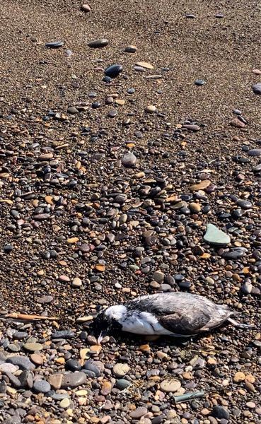 海辺で鳥の死骸を発見しました。 - これはカラスですか？鳩でし 