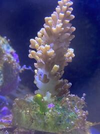 海水水槽サンゴ ミドリイシについての質問です 現在60c Yahoo 知恵袋