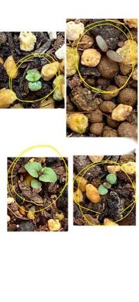 プランター菜園初心者です オクラと手のひらサイズの白菜の種を蒔 Yahoo 知恵袋