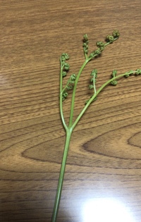 山菜の見分け方について 今日近所で下の画像の植物を見つけたのですが こち Yahoo 知恵袋