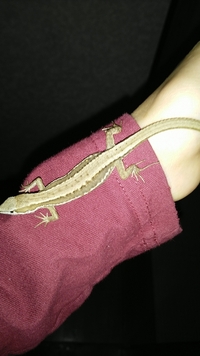 カナヘビの産卵について教えてください 私は カナヘビを飼っています Yahoo 知恵袋