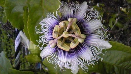 とてもキモい花写真付です コレは一体何の花なの ああもう直視で Yahoo 知恵袋