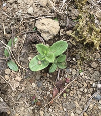 百日草の種取りをしたいです 春先に頂いたものを蒔いたら沢山花が咲きました Yahoo 知恵袋