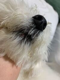 犬の口元にデキモノ ニキビ ができてるんですけど何か分かる人いますか そ Yahoo 知恵袋
