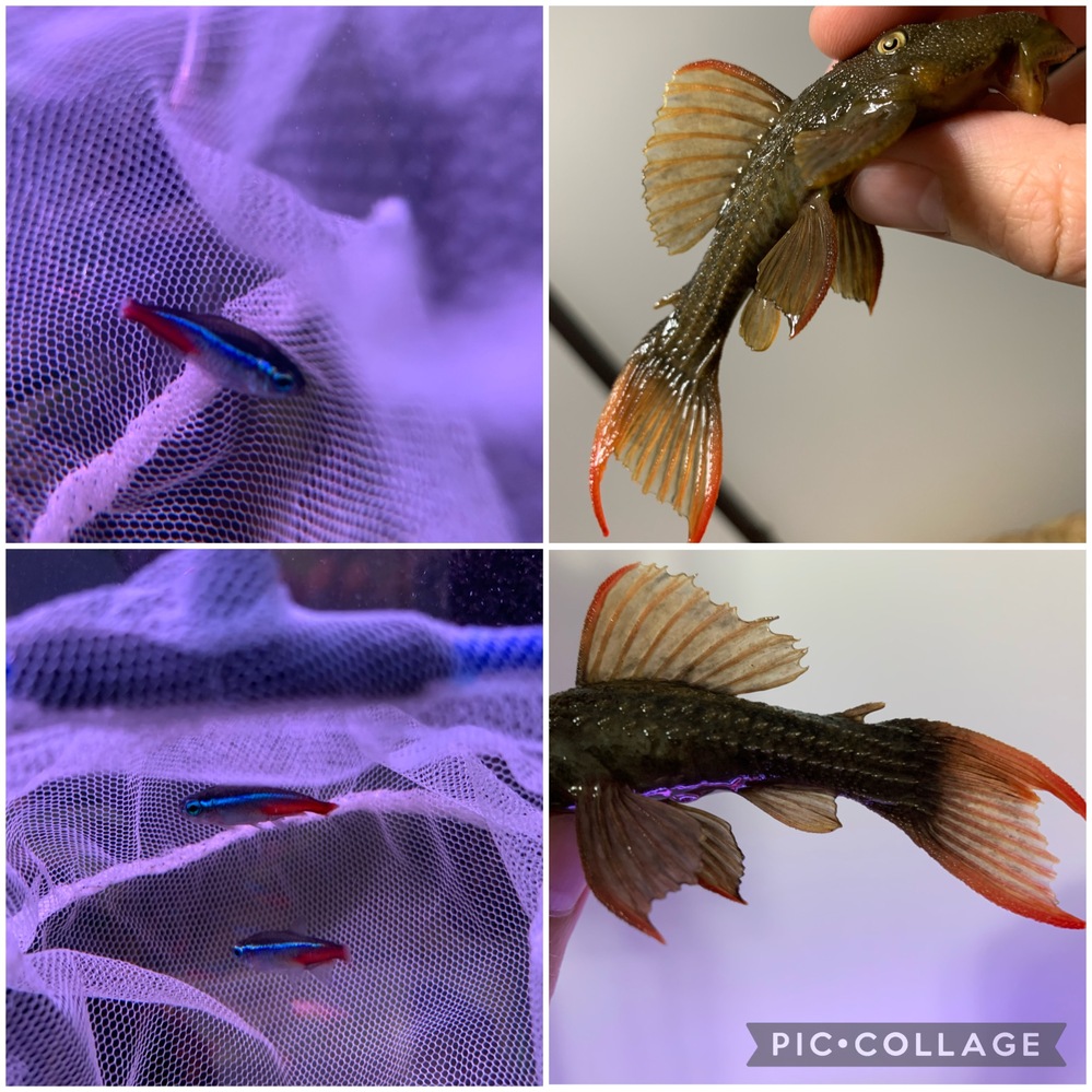 熱帯魚の病気に詳しい方 ご意見をいただけますでしょうか こちらは尾ぐされ Yahoo 知恵袋