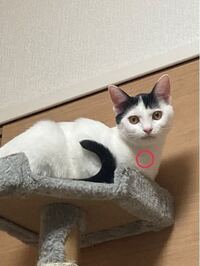 飼ってる猫のこの部分の骨？が異常に出っ張っています…奇形でしょうか？放っておいて大丈夫なんでしょうか…病院に行って実際に見てもらった方がいいのかわからなくて…詳しい方教えてください！ 