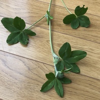 五つ葉のクローバーを拾ったんですが意味はなんですか 五つ葉のクロー Yahoo 知恵袋