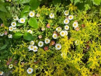 写真の白い花とピンクの花の名前を知りたいです ヒメジョオンかハルジオンか Yahoo 知恵袋