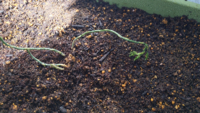 最近アスパラの苗を植えたのですが、3日目で葉がしおれてきました。 昨日の雨が原因でしょうか。