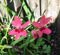 庭の片隅に咲いていた1cm弱の小さな花です。名前を教えてください。 