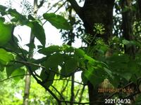 アオハダの花ですか 岐阜県米田白山で 撮影2105 落ちたアオ Yahoo 知恵袋