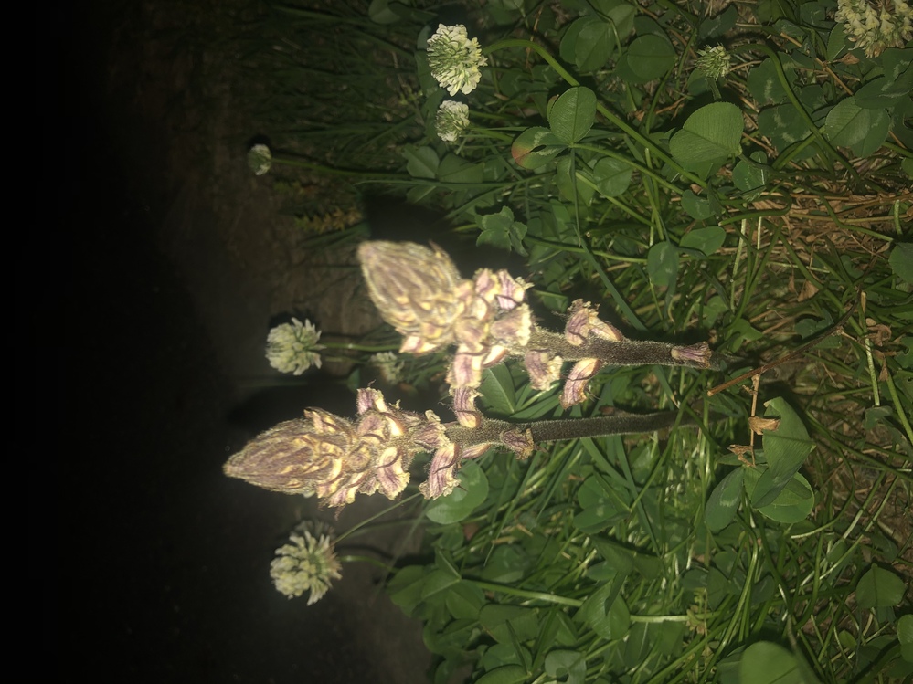 このとんがってる植物何ですか Yahoo 知恵袋