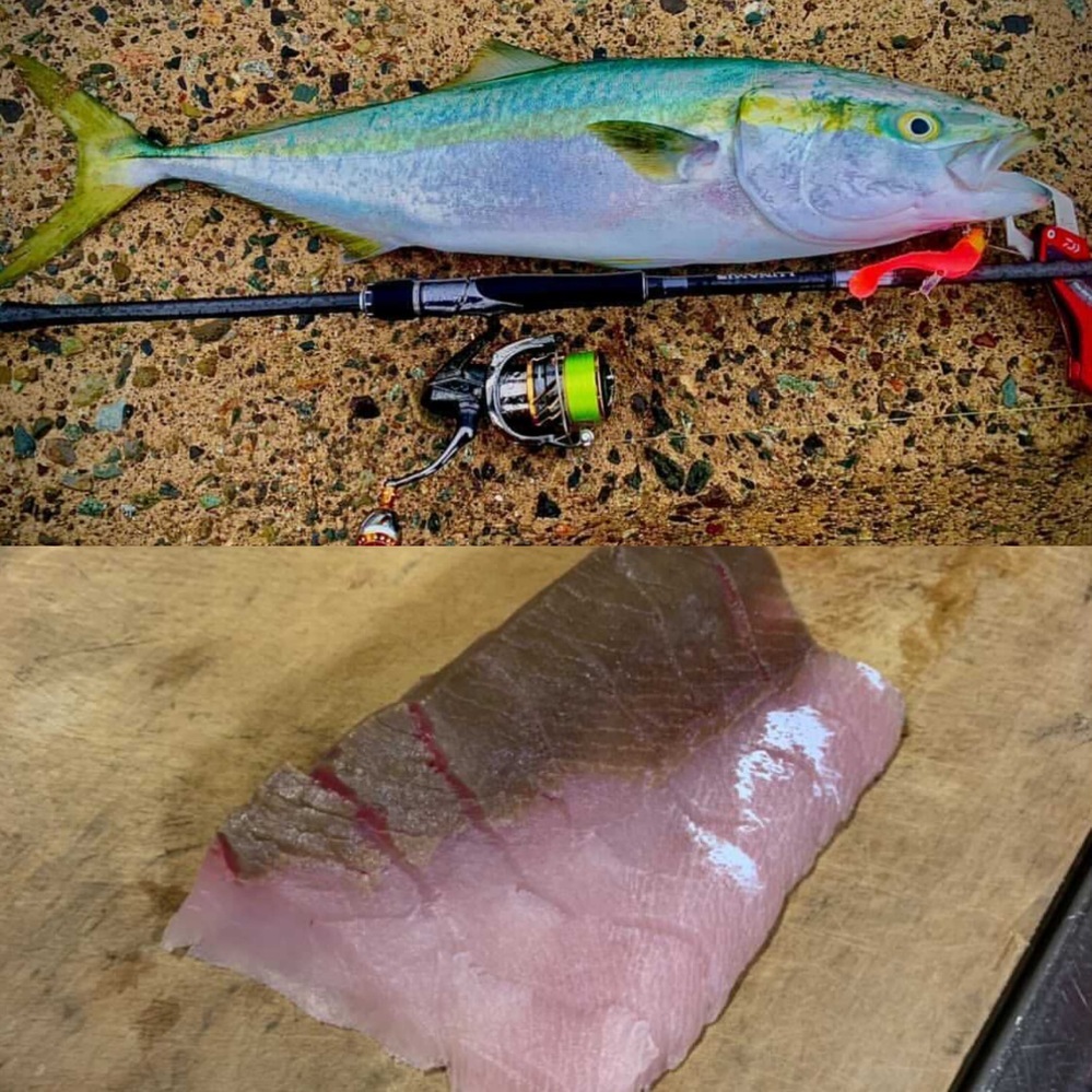 先日友達が福井県のとあるサーフで青物を釣り上げました 大きさは Yahoo 知恵袋