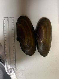 この貝の名前わかる人いますか 淡水性の二枚貝 イシガイ で Yahoo 知恵袋