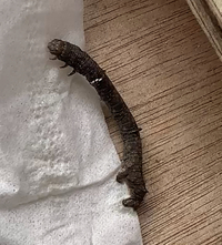 家の壁に1センチくらいの尺取虫みたいなのがいて気持ち悪いです Yahoo 知恵袋