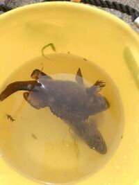これは何の魚か教えてほしいです エゾメバルですガヤと呼ばれてますよ Yahoo 知恵袋