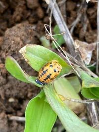 この虫の駆除の仕方を教えて下さい ハマオモトヨトウという蛾の幼虫です Yahoo 知恵袋