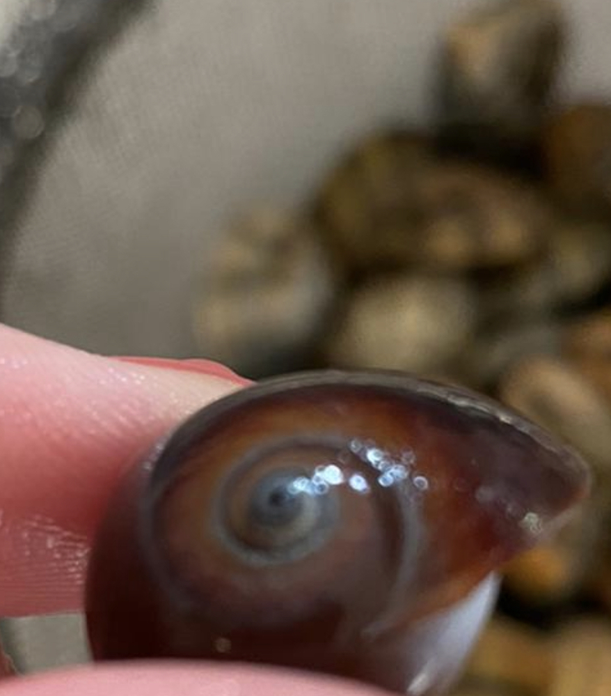富津でアサリ狩りの際に種類の異なる貝を見つけました 添付写真の貝は何貝で Yahoo 知恵袋