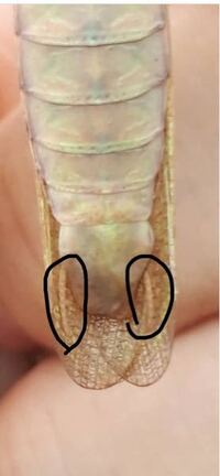 クトゥルフ神話で虫を操る邪神はいますか 普通の羽虫やゴキブリ Yahoo 知恵袋