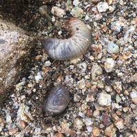 庭の鉢から出てきた幼虫 なんの幼虫かわかる方いませんか 育てて Yahoo 知恵袋