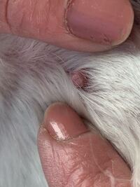 犬のイボについて 獣医さんや詳しい方 教えて下さい もうすぐ Yahoo 知恵袋