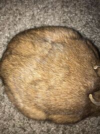 うさぎについての質問です私の家のうさぎはネザーランドドワーフの茶色の毛の Yahoo 知恵袋