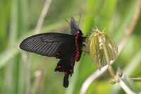 近頃、土手に黒いアゲハがたくさん飛んでいるのですが、何という種類ですか？ 後翅と胴体横に赤い模様があります。写真に撮ると、翅の上面は白っぽく、下面は黒いようですが、すべてがそうなのか、雌雄の差でしょうか？