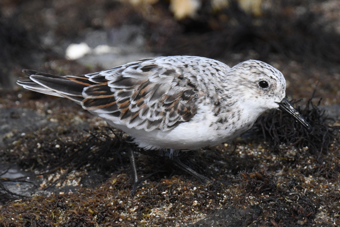 21 05 04に撮影しました シギ科の鳥と思い調べました Yahoo 知恵袋