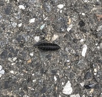 これはてんとう虫の幼虫ですか？？
だとしたらなんて名前のてんとう虫ですか？？
体長は1cm弱です。 