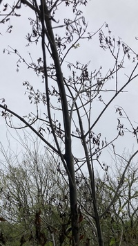 アオダモについて教えてください 今年の春 アオダモの木を庭木 Yahoo 知恵袋