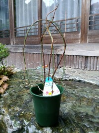 マンデビラという花の種を購入し 田舎にある山に植え 開花させたい Yahoo 知恵袋