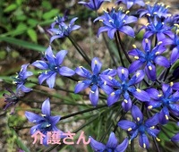 この植物の名前は何ですか 撮影場所は兵庫県で撮影日時は21年5月2日 Yahoo 知恵袋