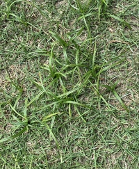 芝生が謎の草に侵食されております 何という草で対処法をご教授お Yahoo 知恵袋