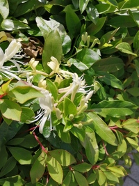 この花の名前は何でしょうか 舗装された駅前の花壇に咲いていました 5月 Yahoo 知恵袋