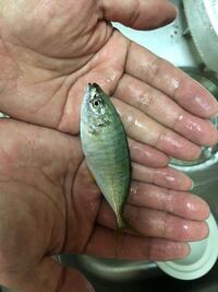 この魚はなんでしょうか シマアジの幼魚ですね Yahoo 知恵袋