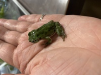 このカエルは何ガエルでしょうか 先週末 田んぼで見つけました ニホ Yahoo 知恵袋