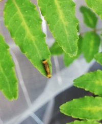 自宅の山椒にてアゲハの幼虫を育てていますが 先日見慣れない幼虫を発見しま Yahoo 知恵袋