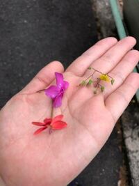 かいどうの木が枯れそうです何日か前にはきがつかなかったのです Yahoo 知恵袋