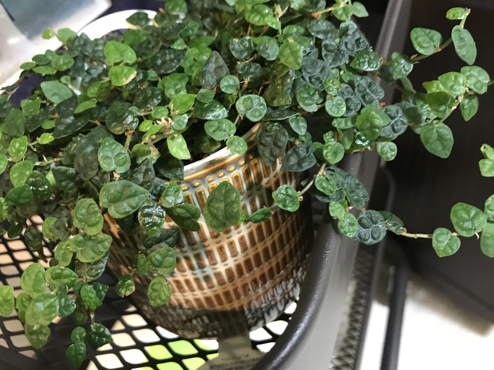 先日雑貨屋さんで買った観葉植物なのですが、うっかり名前を忘れて 