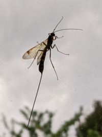 胴が長い蜂みたいなのを見つけました 庭で胴が長い蜂の様な虫を見つけ Yahoo 知恵袋
