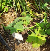 デルフィニウム さくらひめ の育て方について教えてください 先週 Yahoo 知恵袋