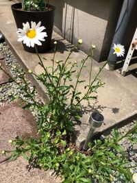このお花の名前は何でしょうか 軒先で雑草が頑張って育ってるなって思 Yahoo 知恵袋